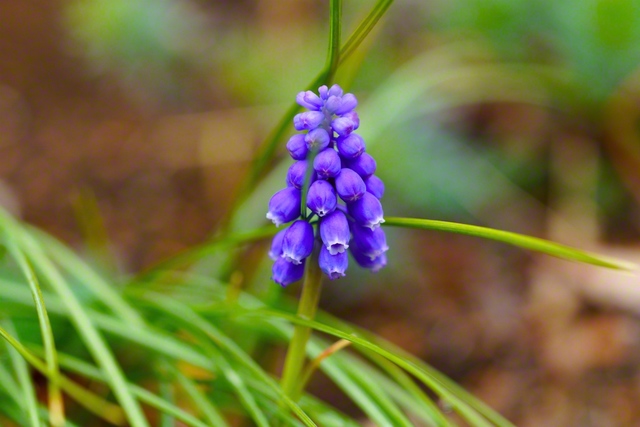 ブドウの房のようなムスカリ（3月26日、松本市、森田昭治通信員）
