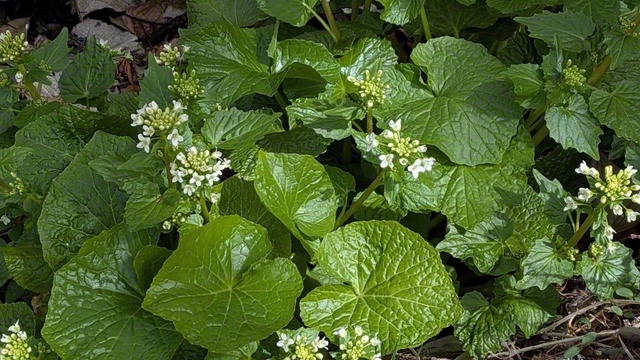 ワサビの花（3月31日、佐久市、荻原三智子通信員）