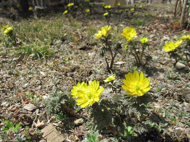 フクジュソウ（3月24日、小諸市、仲澤増子通信員）