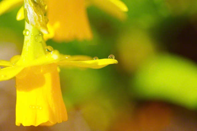 水滴も輝いて（3月21日、松本市、森田昭治通信員）