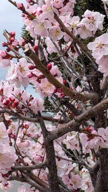 梅の花（3月31日、佐久市、荻原三智子通信員）