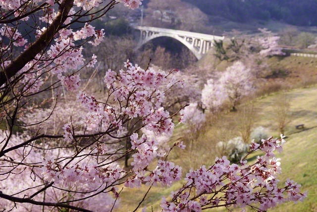 桜と坂戸橋（3月29日、中川村、小松恵三通信員）