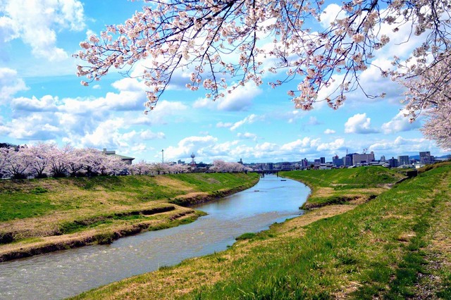 武庫川桜づつみ回廊（三田市、川越康生通信員）