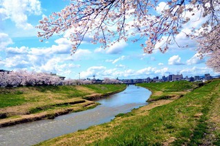 武庫川桜づつみ回廊（三田市、川越康生通信員）