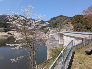 河内長野市の「滝畑ダム」のほとりに、凜と咲く桜。希望の春、友情の花をらんまんと（米田扶美通信員撮影）