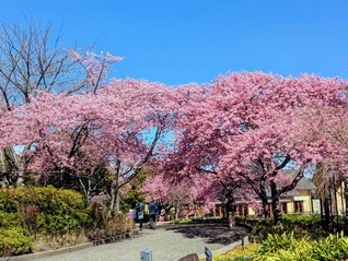 「なばなの里」のカワヅザクラ（桑名市、松本昌子通信員）
