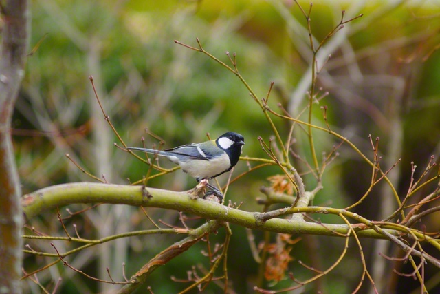 辺りを見回すシジュウカラ（3月26日、松本市、森田昭治通信員）
