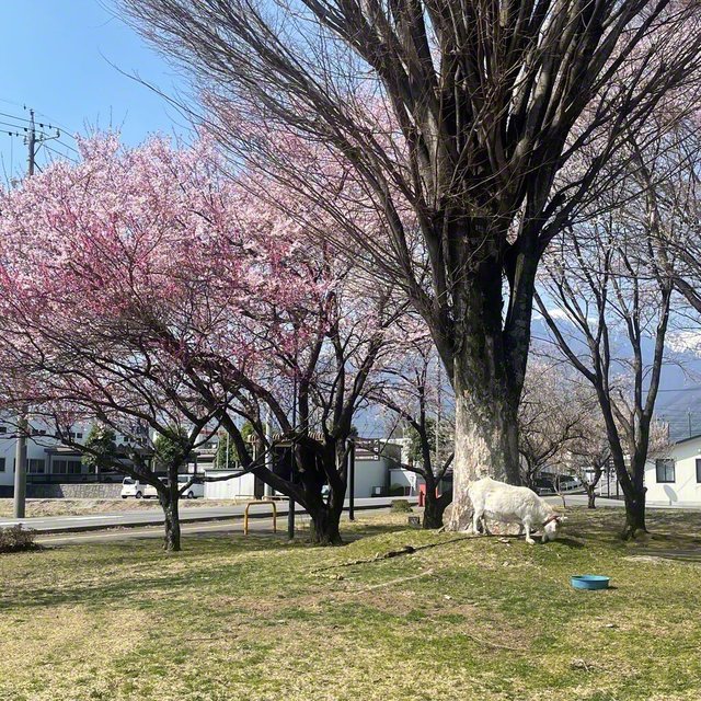 ヤギのいる風景（3月28日、宮田村、関幸英通信員）