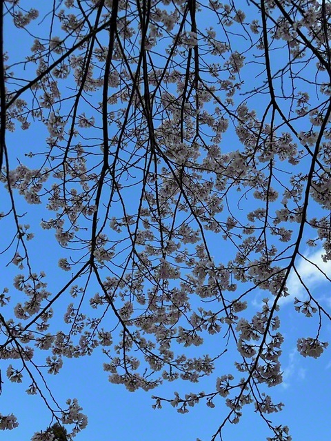 桜の下で（3月23日、飯田市、菅沼美代子通信員）