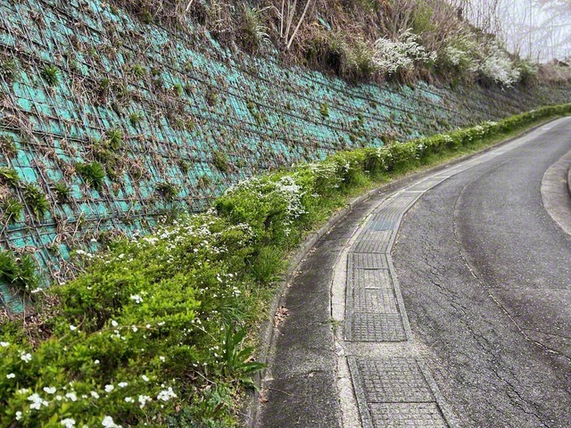 ユキヤナギに導かれて坂道を登る（3月24日、飯田市、菅沼美代子通信員）