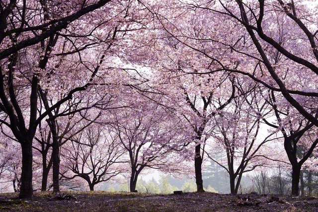レンズいっぱいに桜（3月29日、飯島町、小松恵三通信員）