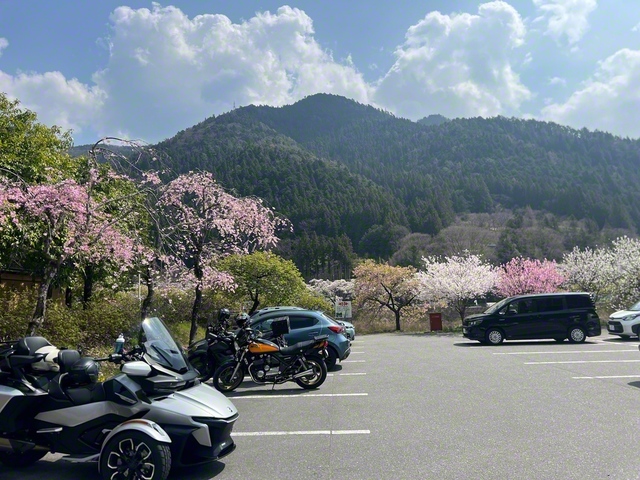 空は青、山は緑、里は花盛り。ツーリング日和（3月29日、飯田市、菅沼美代子通信員）