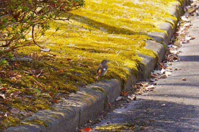 冬鳥・ジョウビタキに出合った（3月23日、塩尻市、森田昭治通信員）