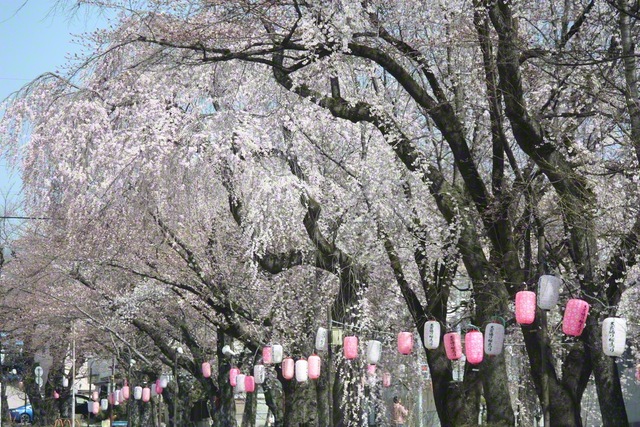 ちょうちんも彩りを添える桜並木（3月24日、飯田市、滝沢敏彦通信員）