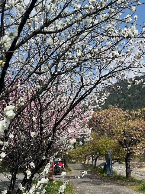 真っ白なハナモモ（3月29日、飯田市、菅沼美代子通信員）