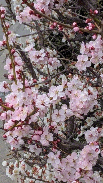 咲き競う梅の花（3月31日、佐久市、荻原三智子通信員）