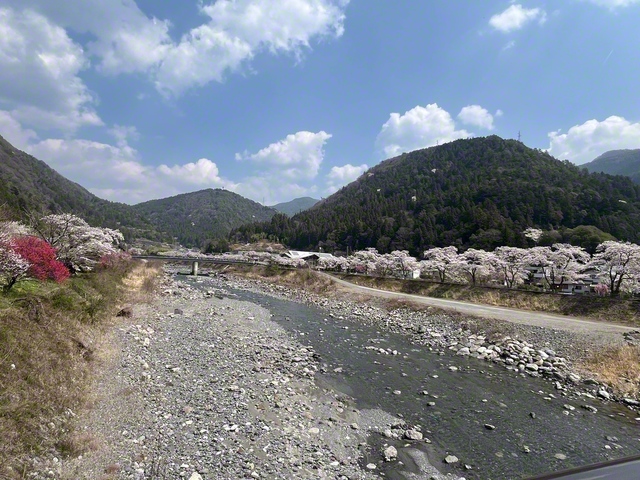 遠山郷に穏やかな春（3月29日、飯田市、菅沼美代子通信員）