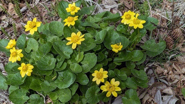 ヒメリュウキンカが足元を照らして（3月31日、佐久市、荻原三智子通信員）