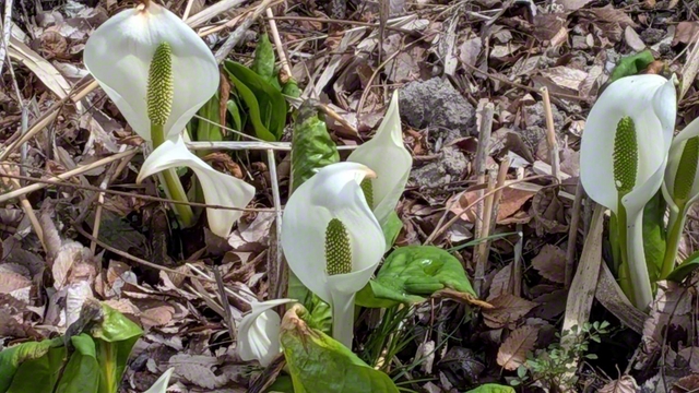 花開いたミズバショウ（3月31日、佐久市、荻原三智子通信員）