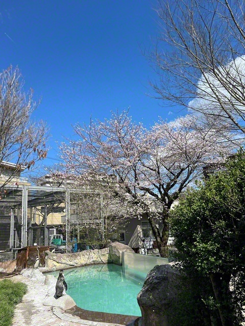 ペンギンが桜を見上げてる……？（3月27日、飯田市立動物園、菅沼美代子通信員）