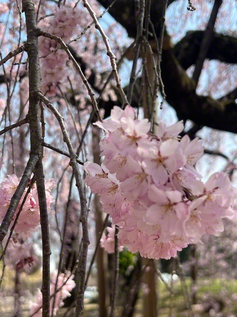 花弁が多い「半八重枝垂れ紅彼岸桜」（3月28日、飯田市、菅沼美代子通信員）