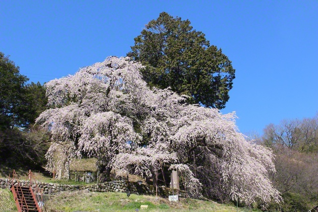 快晴の下で咲き誇る「毛賀くよとのシダレザクラ」（3月24日、飯田市、滝沢契江通信員）