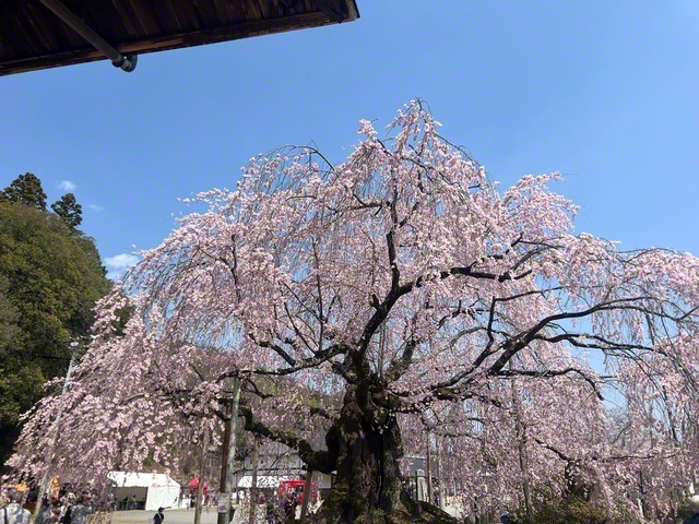 樹齢約350年の太い幹と大きく張った枝（3月28日、飯田市、菅沼美代子通信員）
