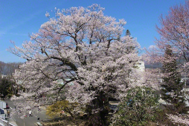 旧飯田城内の安富桜（3月24日、飯田市、滝沢契江通信員）