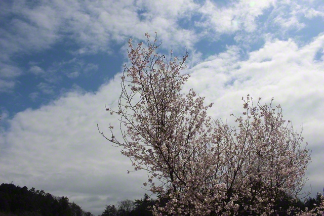 雲に届けとばかりに咲く桜（3月23日、飯田市、滝沢契江通信員）