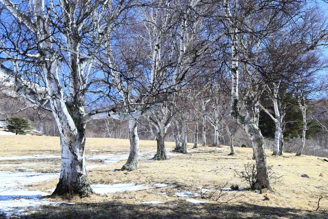 春を待ちわびるシラカバ（3月14日、上田市、小林充通信員）