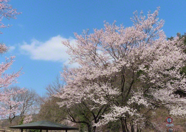 北の城の桜も見頃に（3月29日、宮田村、林紀和通信員）