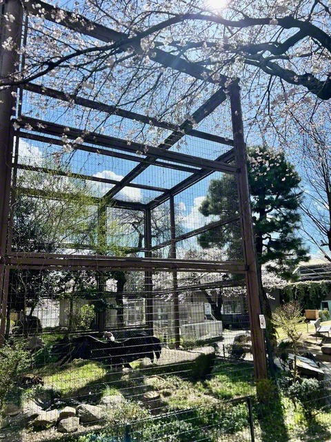 コンドルが羽を広げて見せてくれた（3月27日、飯田市立動物園、菅沼美代子通信員）