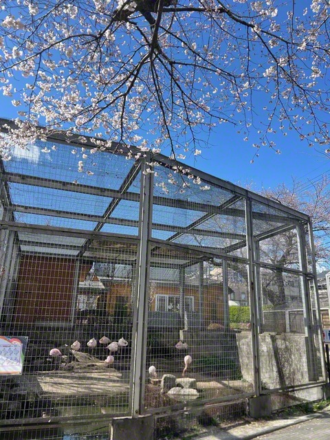 ピンクのフラミンゴと桜（3月27日、飯田市立動物園、菅沼美代子通信員）