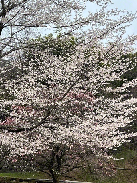 一足早く咲いた紅梅と遅れてきた桜が握手（3月26日、飯田市扇町公園、菅沼美代子通信員）