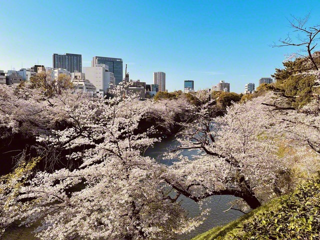 千代田区の千鳥ケ淵緑道で（河野正広）