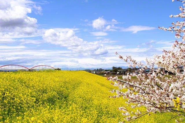 4月2日、鴻巣市、荻野宣子通信員