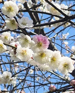 4月6日、長井市で