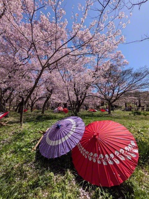 陽光を受けて、和傘も咲いてるよう（同）