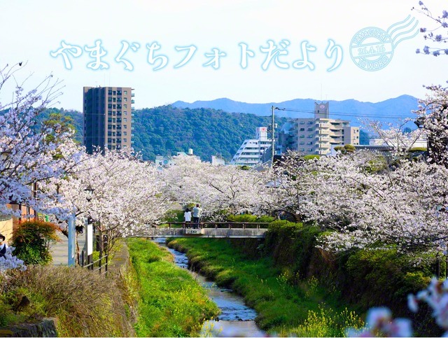 四季折々の風物詩を堪能できる「一の坂川」の桜（3月29日、山口市）