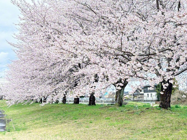 4月撮影、笠間市内＝園部喜代子通信員