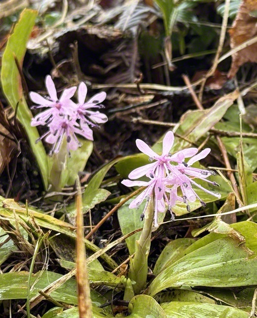 ショウジョウバカマの花言葉は「希望」です（4日、朝日町で）