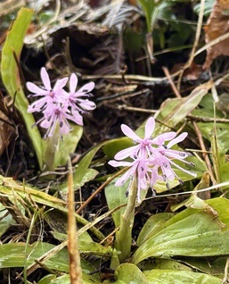 ショウジョウバカマの花言葉は「希望」です（4日、朝日町で）
