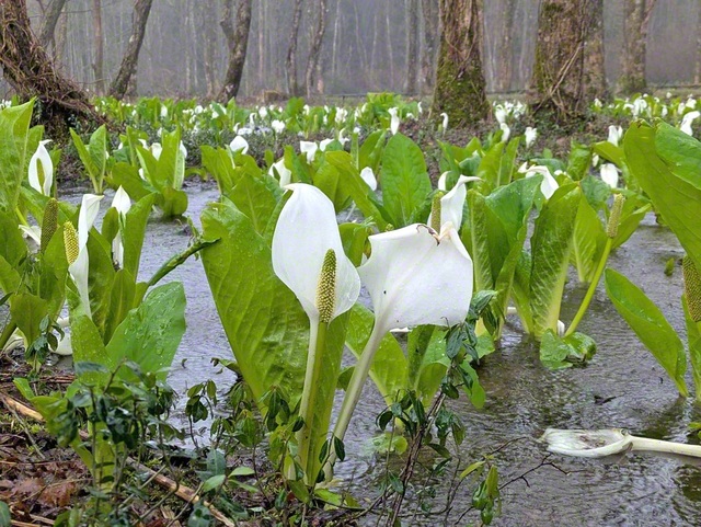 雪解け水が潤す湿原に、白い花が一面に広がる。春の到来を告げていた