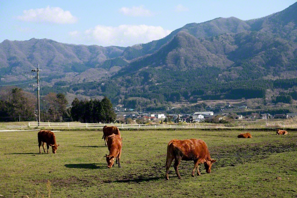 線路の近くには放牧されたあか牛の姿も