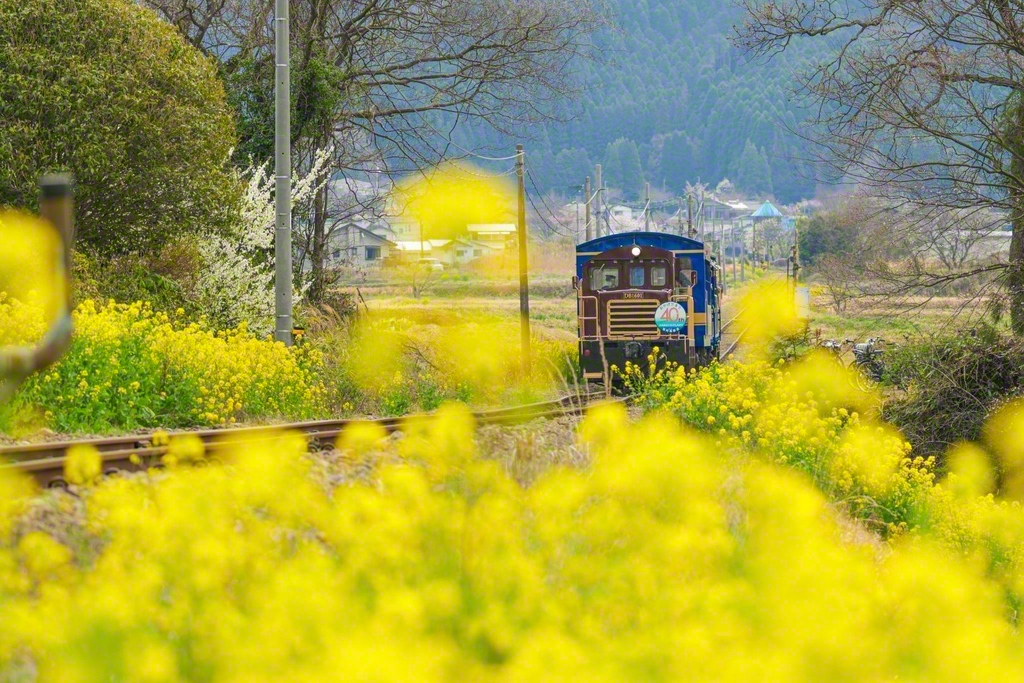 トロッコ列車「ゆうすげ」号は3月中旬から11月末まで、土・日・祝日を中心に、期間限定で運行される