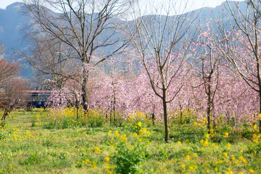 桜と菜の花が春の南阿蘇を彩る