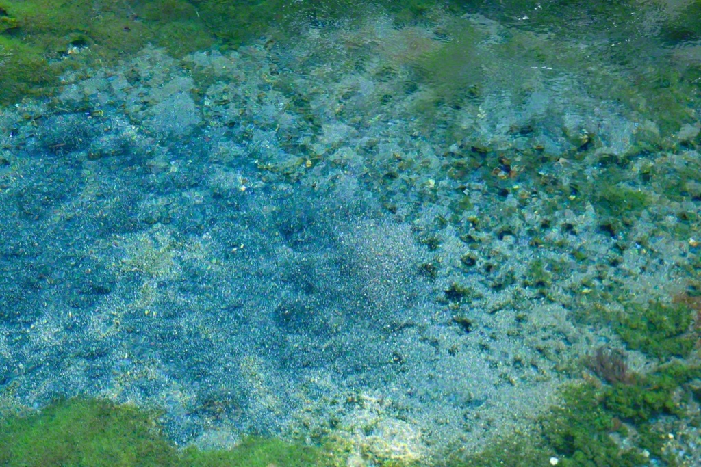 砂を吹き飛ばしながら勢いよく湧く水。白川水源では毎分60トンが湧き出し、一級河川・白川の流れを作る