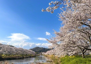 青空に映える桜並木（三原市、西丸美由紀通信員）