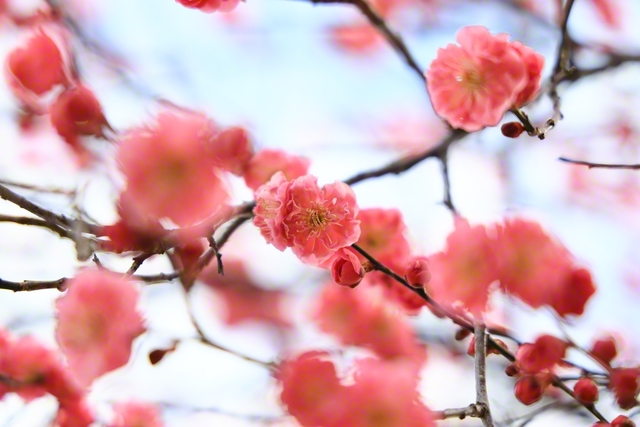 春をことほぐ紅梅（3月20日、長野市、小林充通信員）