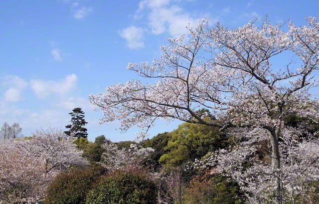 泉佐野市内（木田貴之通信員撮影）